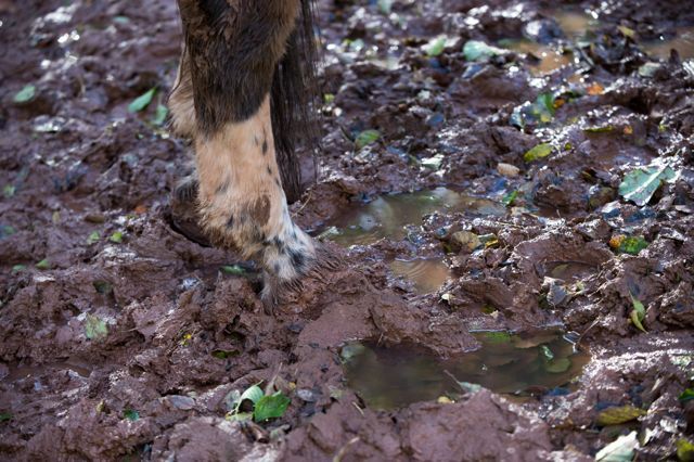 Avoid Mud Fever